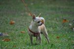 16.08.2014 r. Wystawa psów wielorasowych - "Kundelek - mój przyjaciel pies"